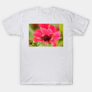 Potentilla nepalensis  Nepal Cinquefoil T-Shirt